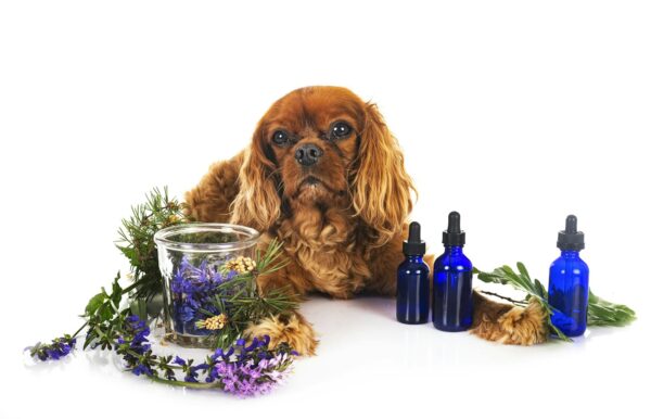 Does Ayurveda work for pets?