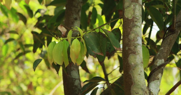 The benefits of Ashoka